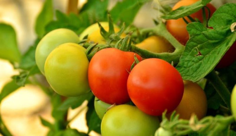 Natürlicher Dünger Kaffeesatz für Tomaten und mehr